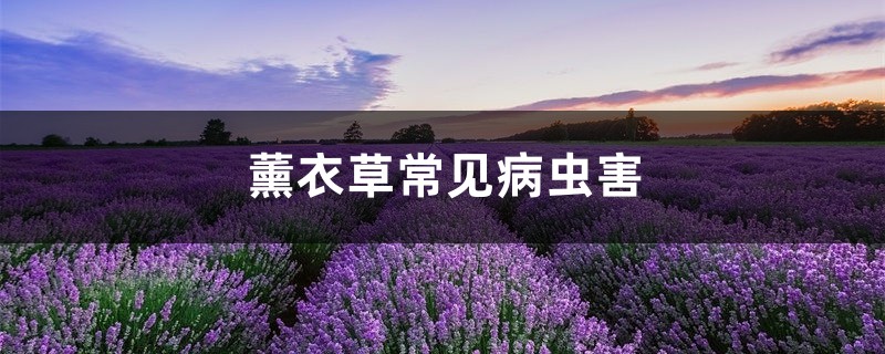 薰衣草常见病虫害，薰衣草长红蜘蛛