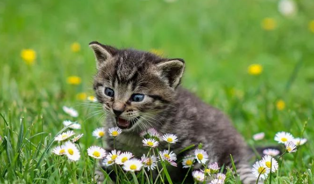 宠物主食升级持续火热，生生不息凭借三款产品获天猫618猫用主食冻干第一