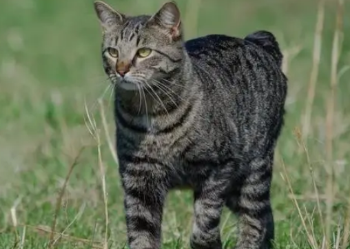 马恩岛猫忠诚吗