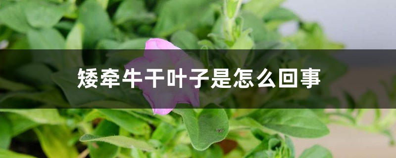 矮牵牛干叶子是怎么回事