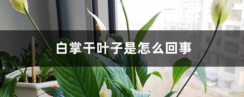 白掌干叶子是怎么回事