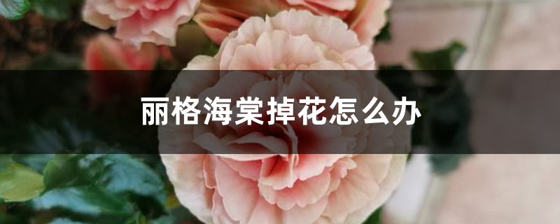 丽格海棠掉花怎么办，为什么掉花苞