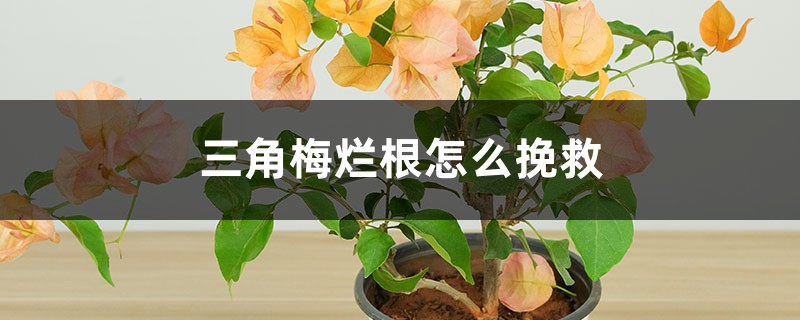 三角梅烂根怎么挽救