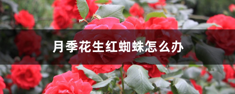 月季花生红蜘蛛怎么办