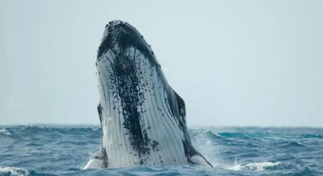 鲸鱼：巨型深海歌唱家
