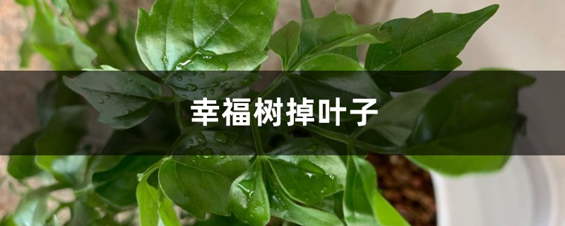 幸福树掉叶子是什么原因，怎么挽救