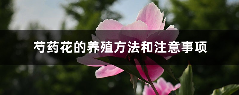 芍药花的养殖方法和注意事项