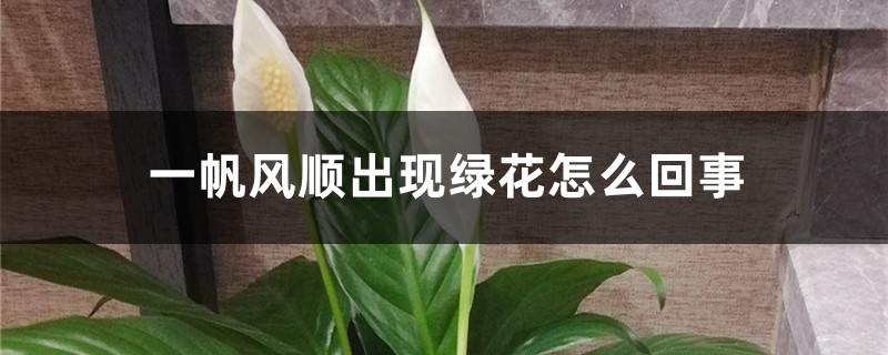 一帆风顺出现绿花怎么回事，怎么处理