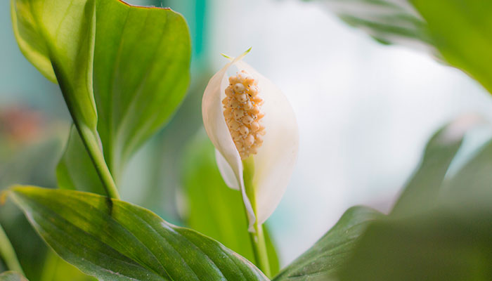 一帆风顺花怎么修剪 一帆风顺花的修剪方法