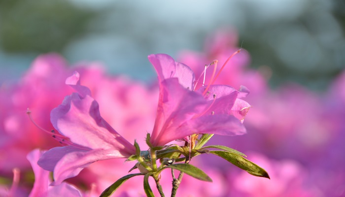 杜鹃花怎么修剪 杜鹃花的修剪方法