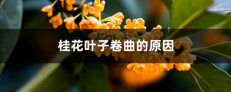 桂花叶子卷曲的原因，掉光叶子还能活吗