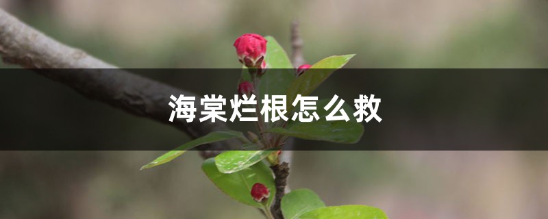 海棠烂根怎么救