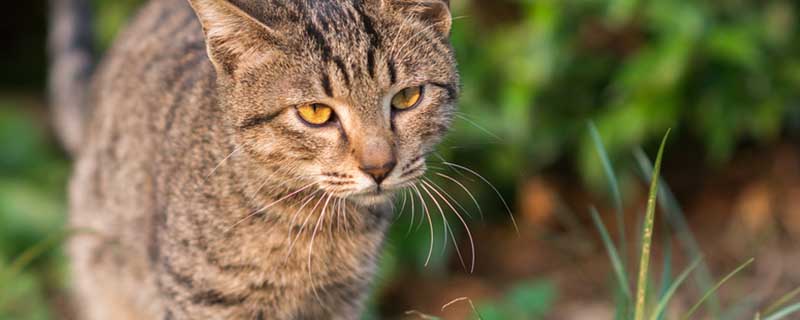 家猫的寿命多少年 家猫和宠物猫的区别是什么