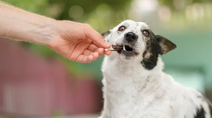 库达犬会咬主人几率