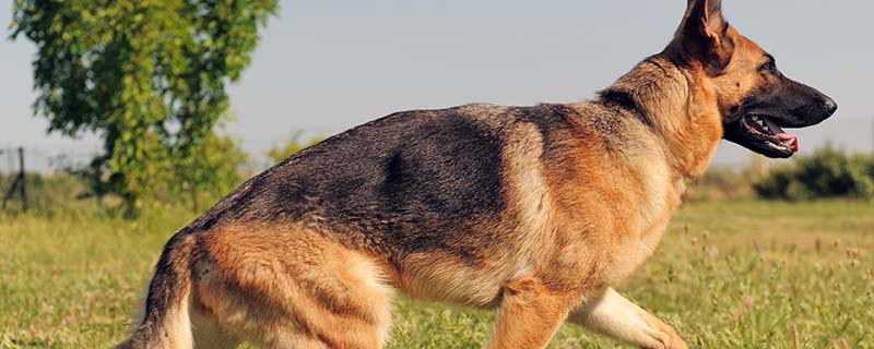 德国牧羊犬怎样训练