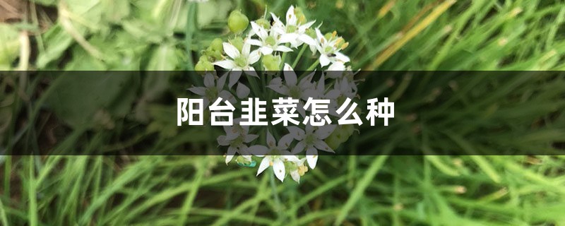 阳台韭菜怎么种