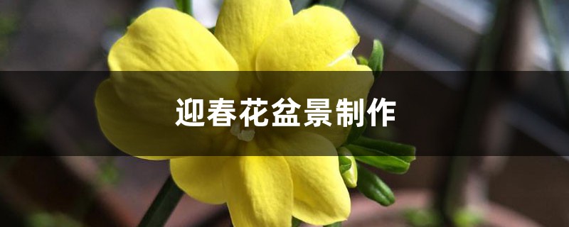 迎春花盆景制作