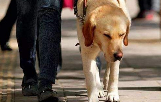 导盲犬为什么寿命比较短