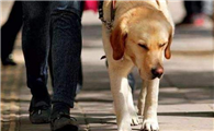 导盲犬为什么寿命比较短