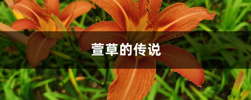 萱草的花语和寓意，有什么传说故事