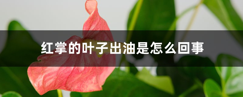 红掌的叶子出油是怎么回事