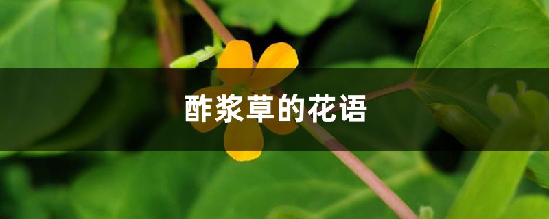 酢浆草的花语和寓意，有什么传说故事