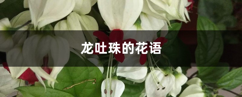 龙吐珠的花语和寓意，送人有什么禁忌