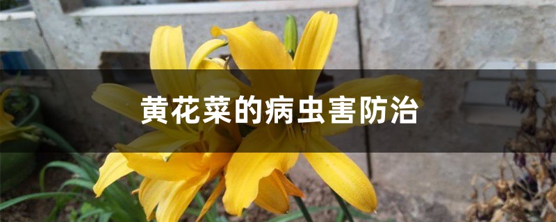 黄花菜的病虫害防治