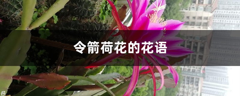 令箭荷花的花语和寓意，有什么传说故事