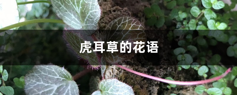 虎耳草的花语和寓意，有什么传说故事