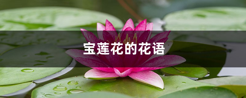 宝莲花的花语和寓意，送人有什么禁忌