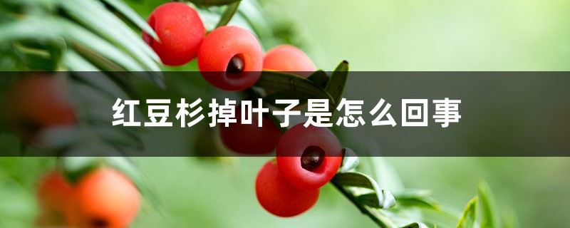 红豆杉掉叶子是怎么回事