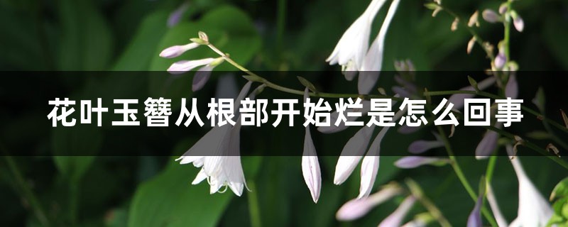 花叶玉簪从根部开始烂是怎么回事