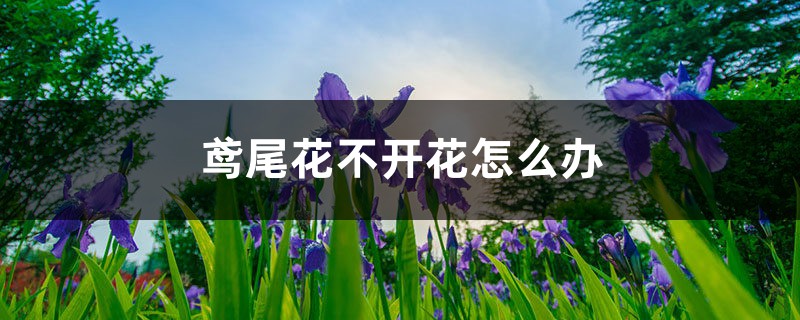 鸢尾花不开花怎么办，如何解决