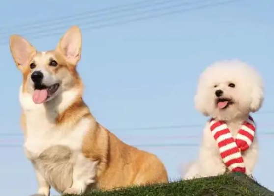 比熊犬跟柯基后代是啥样