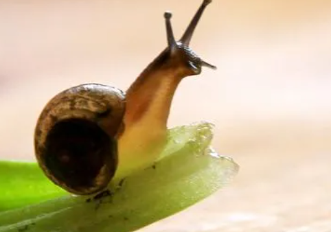 从卵生到胎生用了10万年——解开海洋蜗牛繁殖进化的基因之谜
