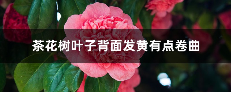 茶花树叶子背面发黄有点卷曲的原因