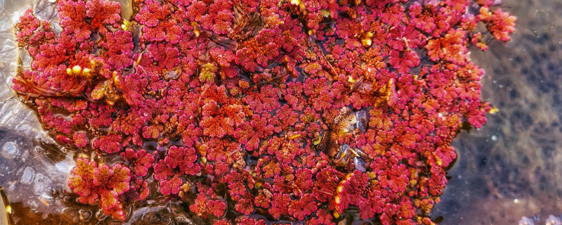 赤峰适合养什么花，市花和市树是什么