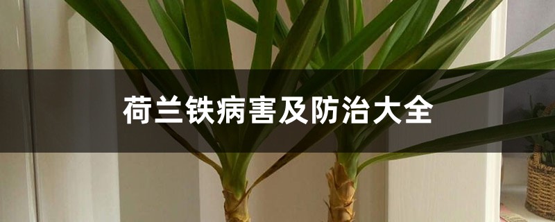 荷兰铁病害及防治大全