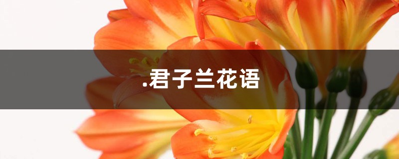 君子兰花语，君子兰图片