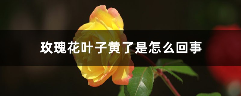 玫瑰花叶子黄了是怎么回事