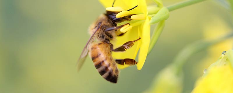 蜜蜂20.jpg