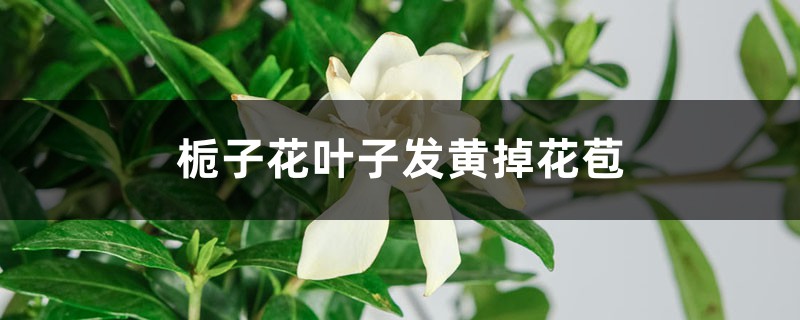 栀子花叶子发黄掉花苞的原因