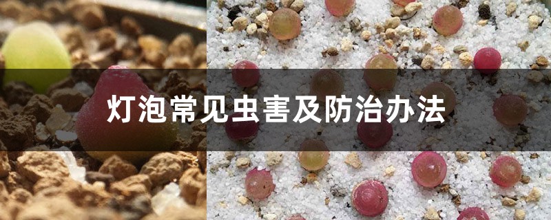 灯泡常见虫害及防治办法