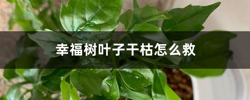 幸福树叶子干枯怎么救