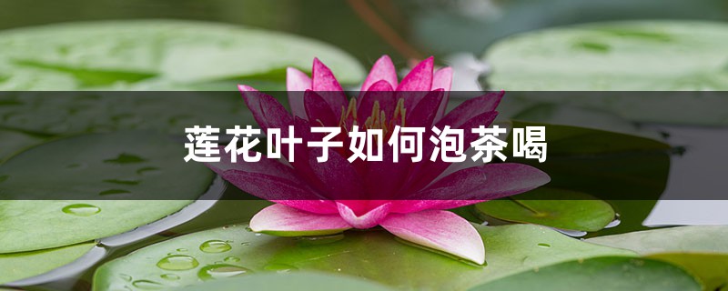 莲花叶子如何泡茶喝，对身体好吗