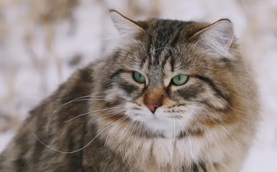 西伯利亚猫是谁的守护神