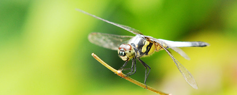 蜻蜓5.jpg