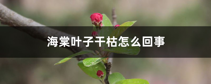 海棠叶子干枯怎么回事