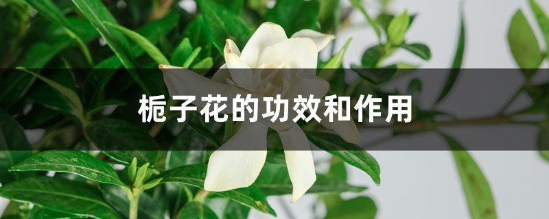 栀子花的功效和作用，栀子可以用来泡水喝吗